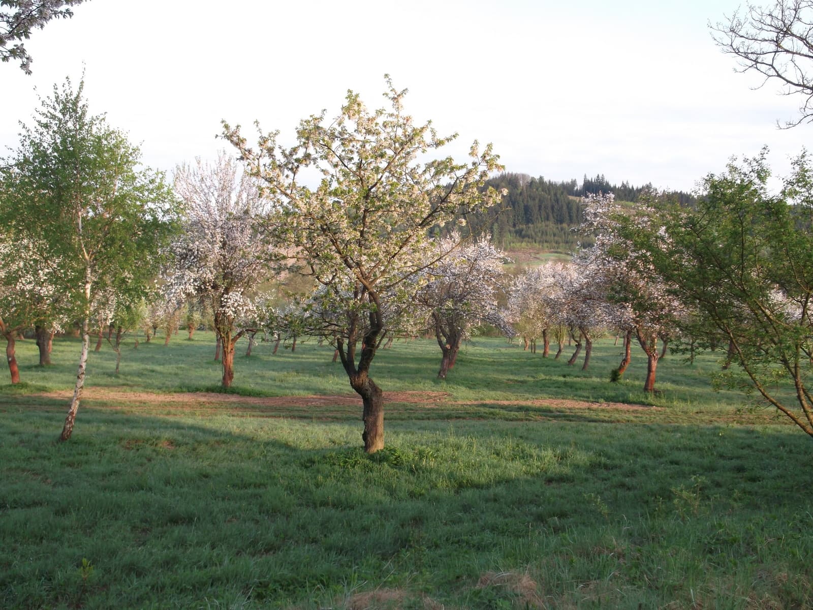 Experiences at U Opatrných